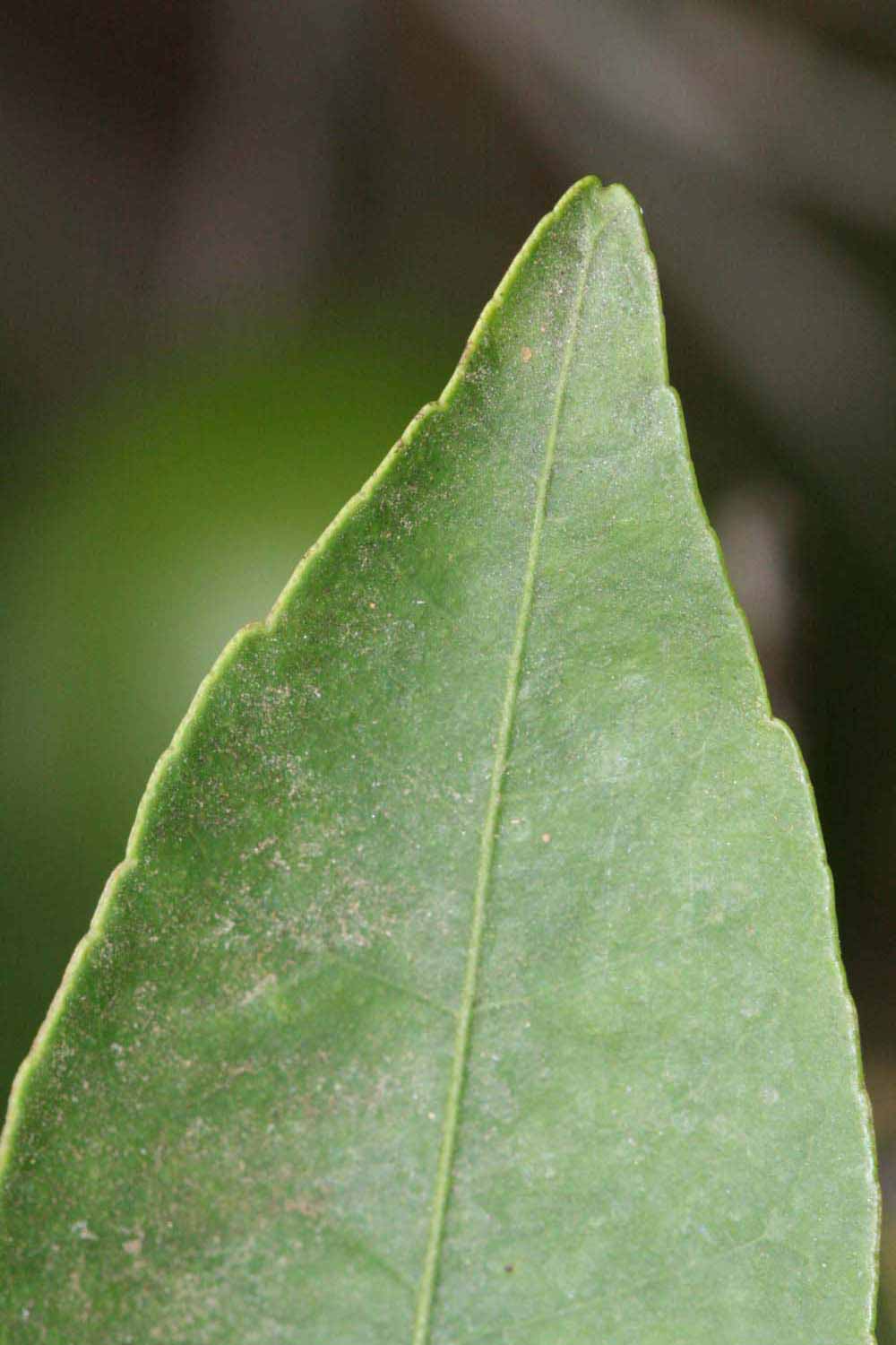              Margin (Riverside, CA)       